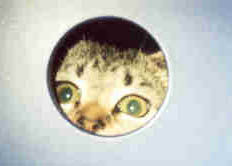 {short description of image}