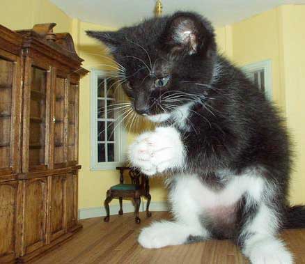 {short description of image}