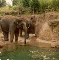 {short description of image}