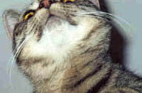 {short description of image}