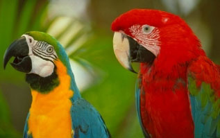 {short description of image}