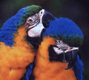 {short description of image}