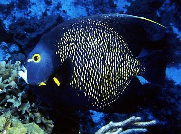 {short description of image}