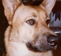 {short description of image}